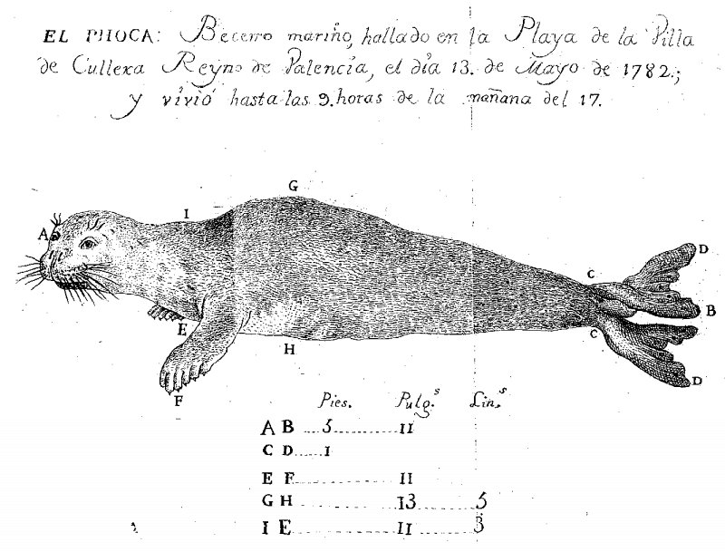 Foca monge capturada en Cullera (Valencia) en 1782