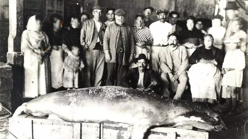 Foca monge capturada en Calvià (Mallorca) en 1922