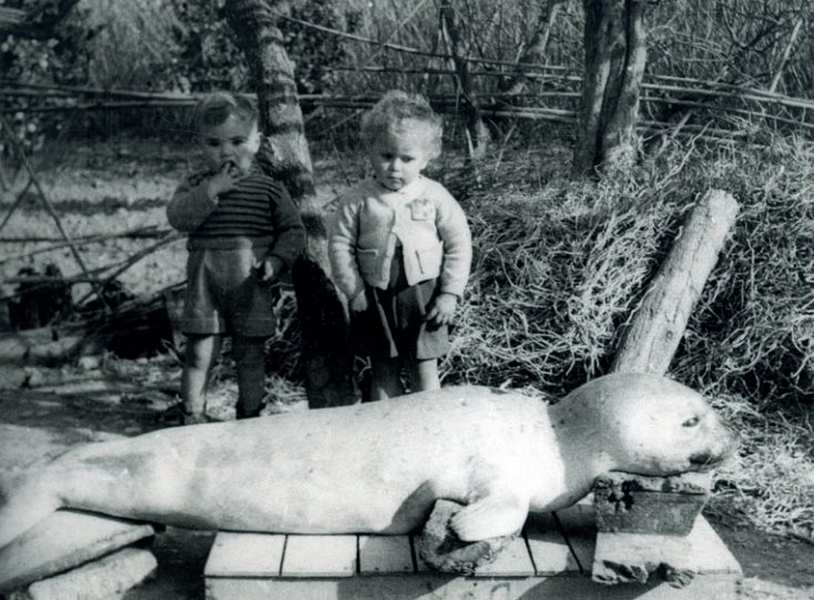 Foca monge capturada en Alfàs del Pi (Alicante) en 1951