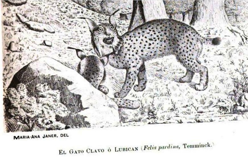 Lince ibérico. Grabado en un libro de Mariano Graells de 1897.