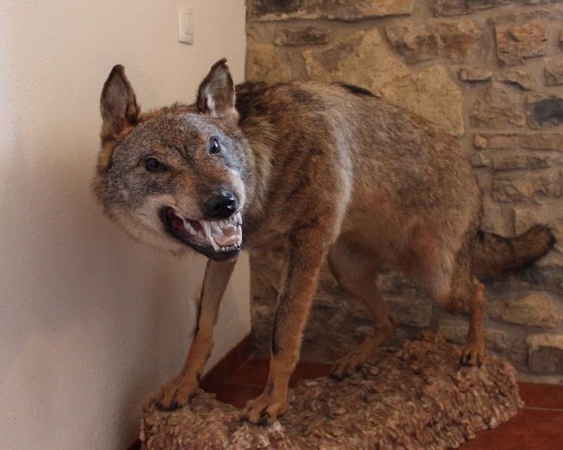 Lobo disecado cazado en Morella en 1987.