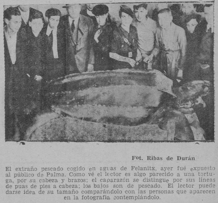 Tortuga laúd capturada en Felanitx (Mallorca) en 1938.