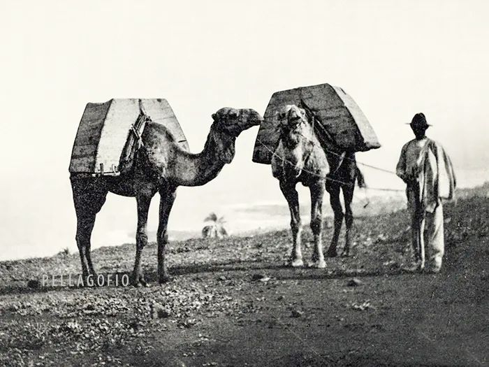 fotografía de dos camellos transportando arena